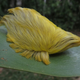 Image for article titled Rare Caterpillar Resembles Donald Trump's Hair